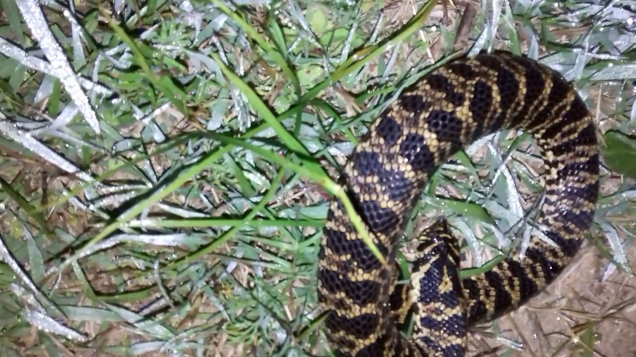 Liberación de Falsa Crucera (Xenodon dorbignyi)