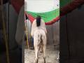 Camels Camel Shortvideo Youtubeshorts Ytshorts Animals Cr7 Qudrat Kudrat Ytshots Birds Camels Camel Shortvideo Youtubeshorts Ytshorts Animals Cr7 Qudrat Kudrat Ytshots Birds