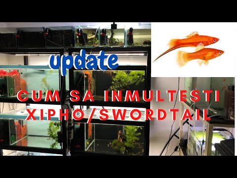 CUM SA INMULTESTI XIPHO/SWORDTAIL