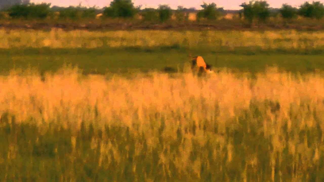 Tazmaña 12 meses y Guitano  8 meses