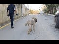 حلاقه الاسد لكلب القوقازي شاهد اخر الفيديو ماذا فعل مع جمال العمواسي