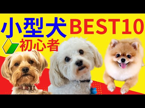 ★初心者でも飼いやすい【小型犬】TOP10！ 2024最新版