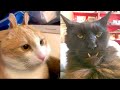 BEST CAT MEMES COMPILATION OF 2020 - 2021 PART 49 (FUNNY CATS)