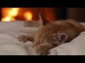 Cat sleeping with Fireplace Crackling Sounds