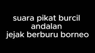 Suara Pikat Burcil andalan JEJAK BERBURU BORNEO