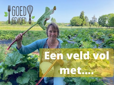 Video: Kook Met Groentetuin Resepte