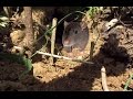 Amazing mouse trap homemade in cambodia  rat trap in village  how to make a rat trap in cambodia