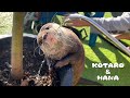 庭いじりをジャマするカワウソがいちいち可愛い　Otters Help with Gardening