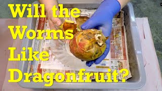 Half year old red wiggler worm bin fed dragonfruit  vermicompost