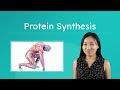 Baking Cookies and Building Life The Process of Protein Synthesis