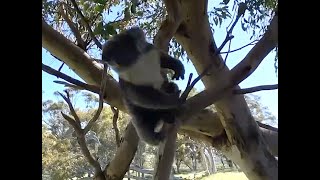 Jump Little Koala!
