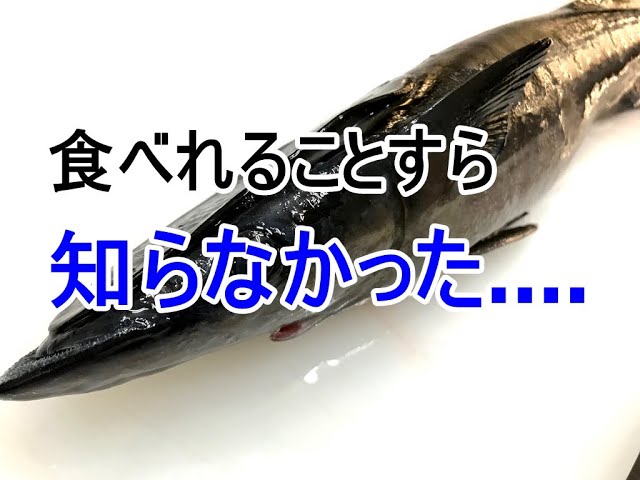 人生初 コバンザメを捌いて刺身と寿司を作ってみた Youtube 人生初 コバンザメを捌いて刺身と寿司を作ってみた Youtube