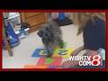 ‘Pet Pals TV’: Ollie the talented therapy dog