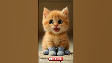 Adorable💞cat singing apt apt Song lyrics #cat #apt #apt #catsinging #viralshorts