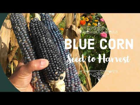 Wideo: Uprawa niebieskiej kukurydzy do gotowania - jak zrobić niebieskie tortille kukurydziane
