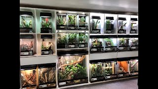 Tour Of The Animal Room At Phelsuma Farm