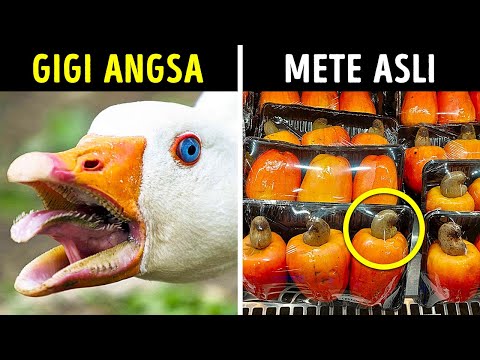 Video: 10 Pansy Tidak Biasa: Menumbuhkan Berbagai Varietas Pansy