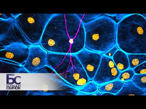 Стволовые клетки | Большой скачок
