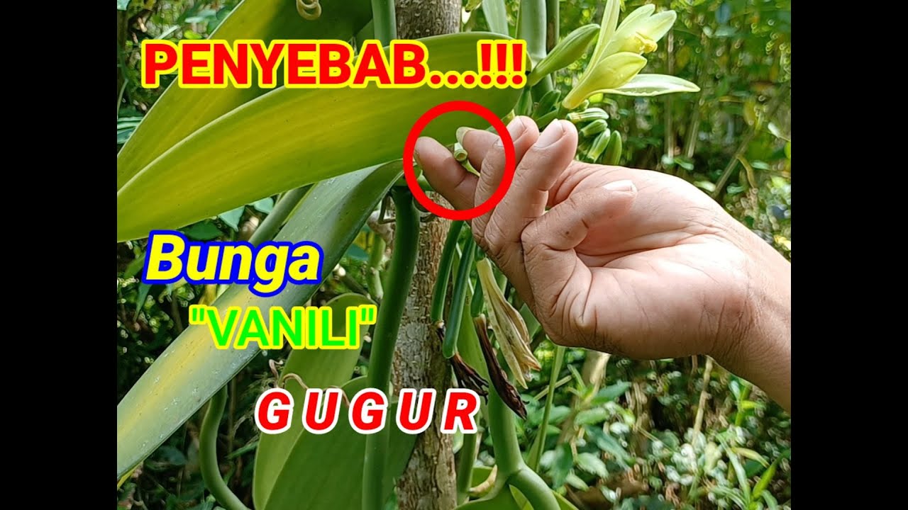 PENYEBAB BUNGA VANILI GUGUR @PETANI KAMPUNG