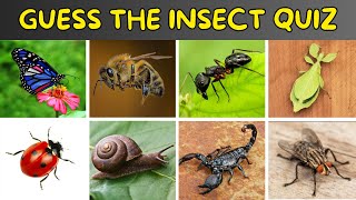 Guess The Insect Quiz | Insects Quiz