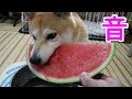 柴犬小春　ENG/CHN sub【ASMR】大好物、スイカにかぶりつく音がもう！音フェチｗ　Shiba eats Watermelon!
