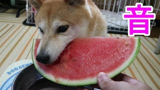 柴犬小春　ENG/CHN sub【ASMR】大好物、スイカにかぶりつく音がもう音フェチ　Shiba eats Watermelon!