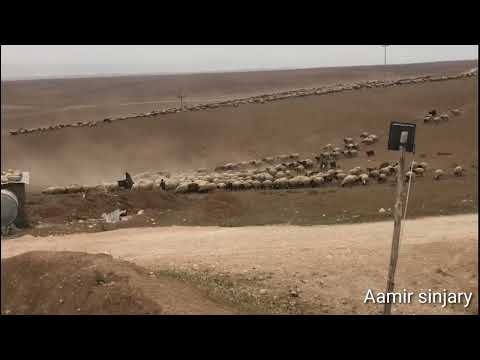الأغنام قطيع الغنم طليان خروف مرياع     اجمل قطيع الغنم اكبر قطيع راعي