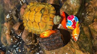 Most Amazing Turtles In The World Catching Goldfish Turtles In Mountain River Outdoor Vlog 16