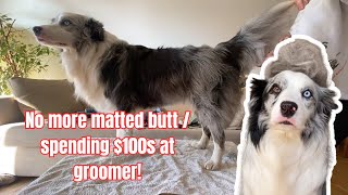 Grooming my Australian Shepherd / Border Collie At Home! (STEP BY STEP ROUTINE)