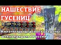 Нашествие гусениц. Километры деревьев съедены непарным шелкопрядом в несколько регионов России