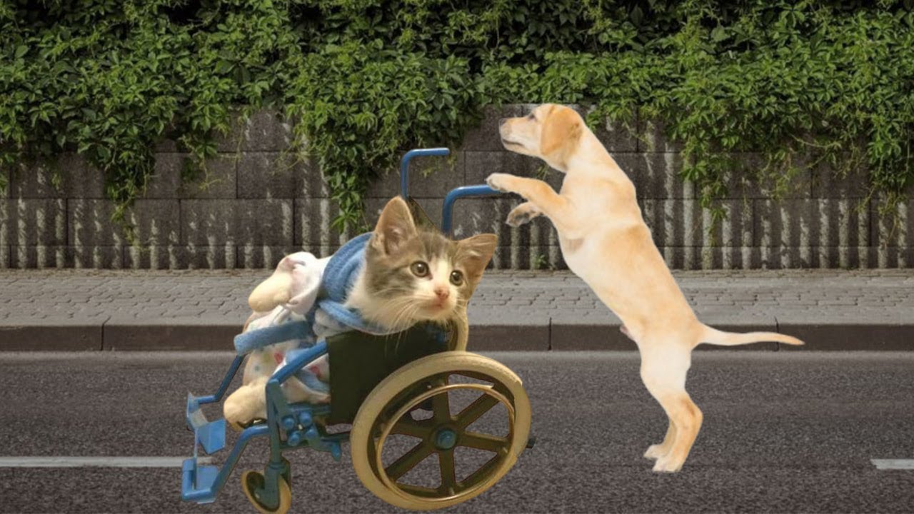 You Can't Stop Laughing at These Funny Dogs and Cats 🤣🐶 Latest Funny ...