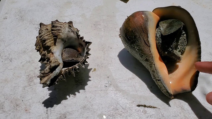Caracol burro y caracol chino ¿ los conocés ?