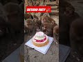 भाई लोगो आज बंदरों का birthday 🎂 है। देखते हैं कौन कौन विश करता है। #monkey #viral #birthday