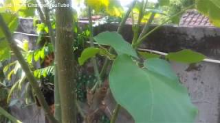 Review Pohon Dadap