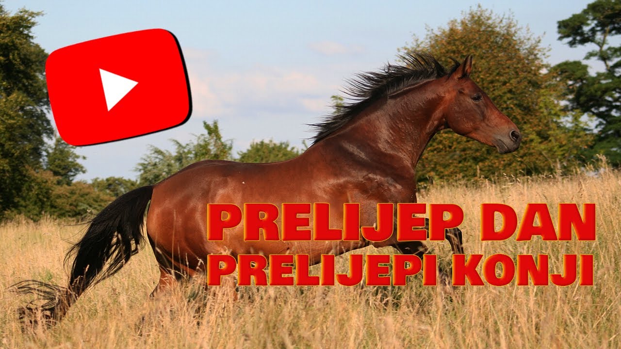 Galopiranje na otvorenom: Jedan dan u životu naših konja 🐎🌳🌼