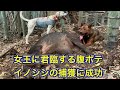 猟犬見習いリキが竹薮の中に立て篭もるイノシシを追い出して、撃たせて獲る猟法を披露!