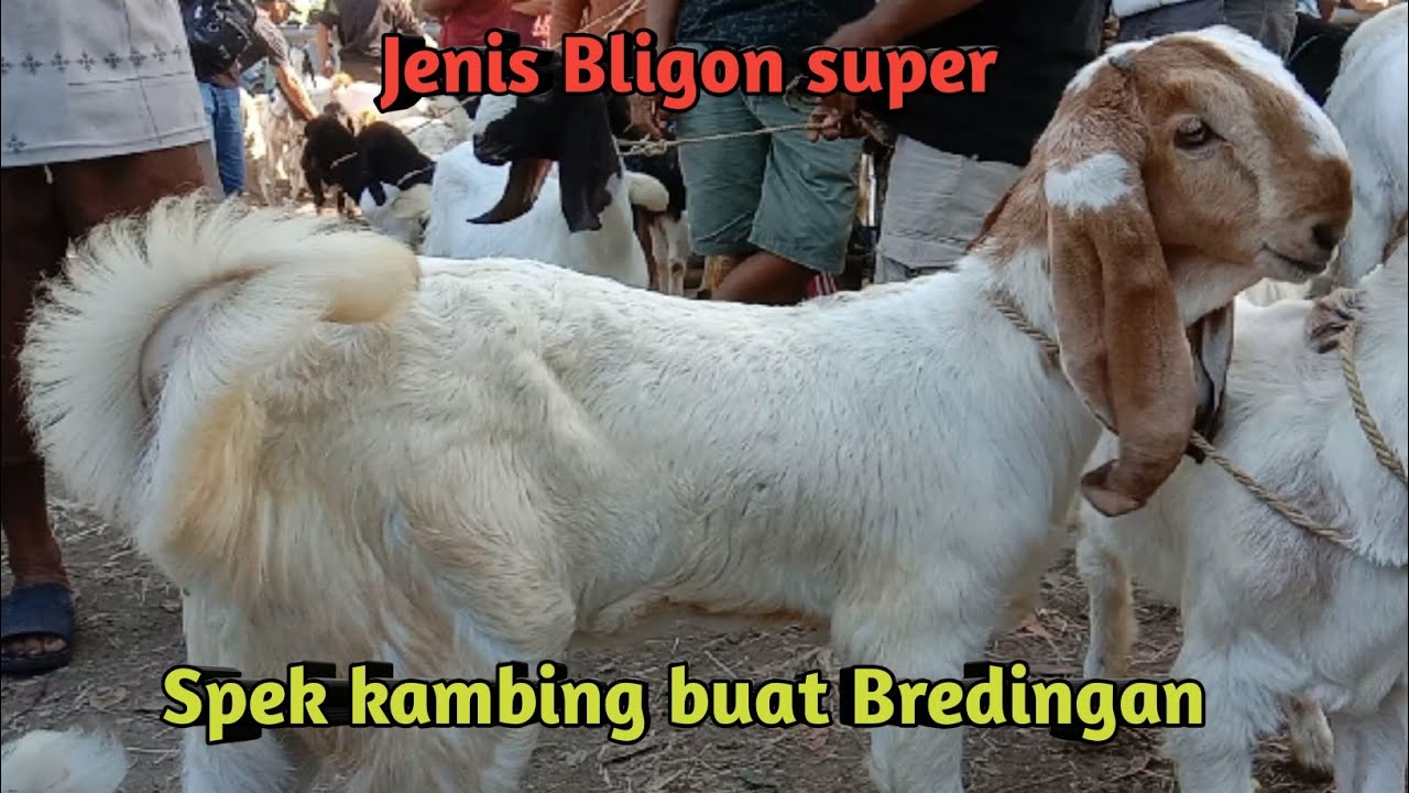 UPDATE HARGA KAMBING JENIS BLIGON SUPER SPEK KAMBING BUAT BREDINGAN ...