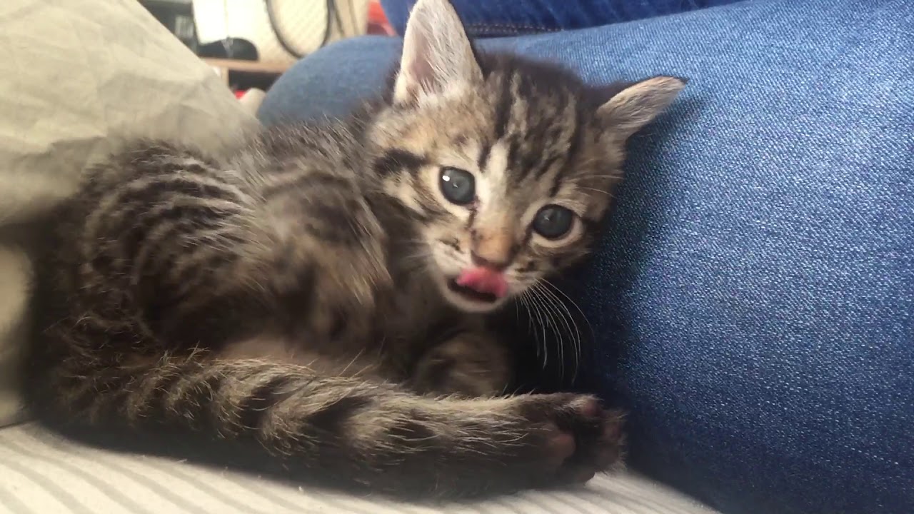 5 Week Old Kitten Trying To Groom Herself YouTube