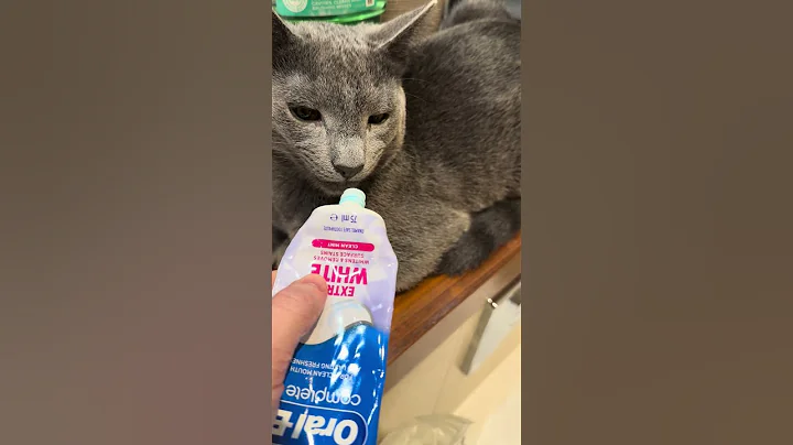 Video 4496211: russian blue cat, kitten hates