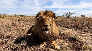 Walking With Lions - Siam, Echo & Naiobi | The Lion Whisperer