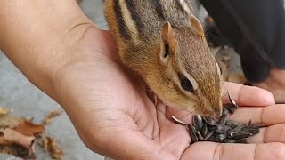 Waiting For Our Chipmunk Friends To Come Back | Canadian Malayalee Life