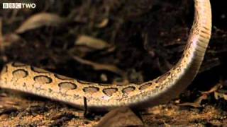 Viper Strike in Slow Motion - Natural World: One Million Snake Bites, Preview - BBC Two thumbnail