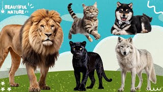 Happy animal moment: Lion, Panther, Dog, Wolf, Cat  Animals sound