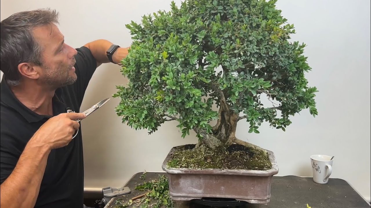 🇩🇪 Infos und Arbeiten am Bonsai Buchsbaum ( Bonsai Buxus)