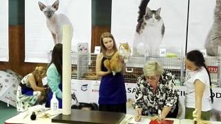 Big, red kurilian bobtail cat Porche Golden Look at World cat show by Golden Look*LT - Kurilian bobtail cattery 260 views 7 years ago 1 minute, 30 seconds