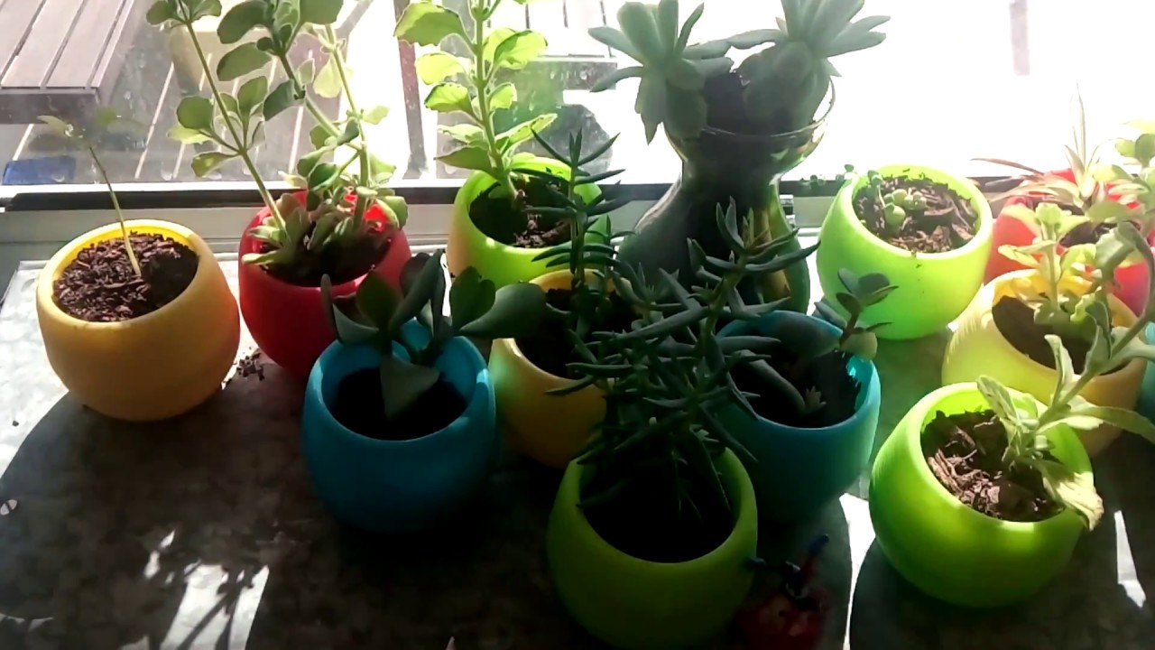 Indoor succulents and cacti part1 (12 September, 2018)