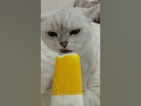 Котик кушает мороженое - YouTube