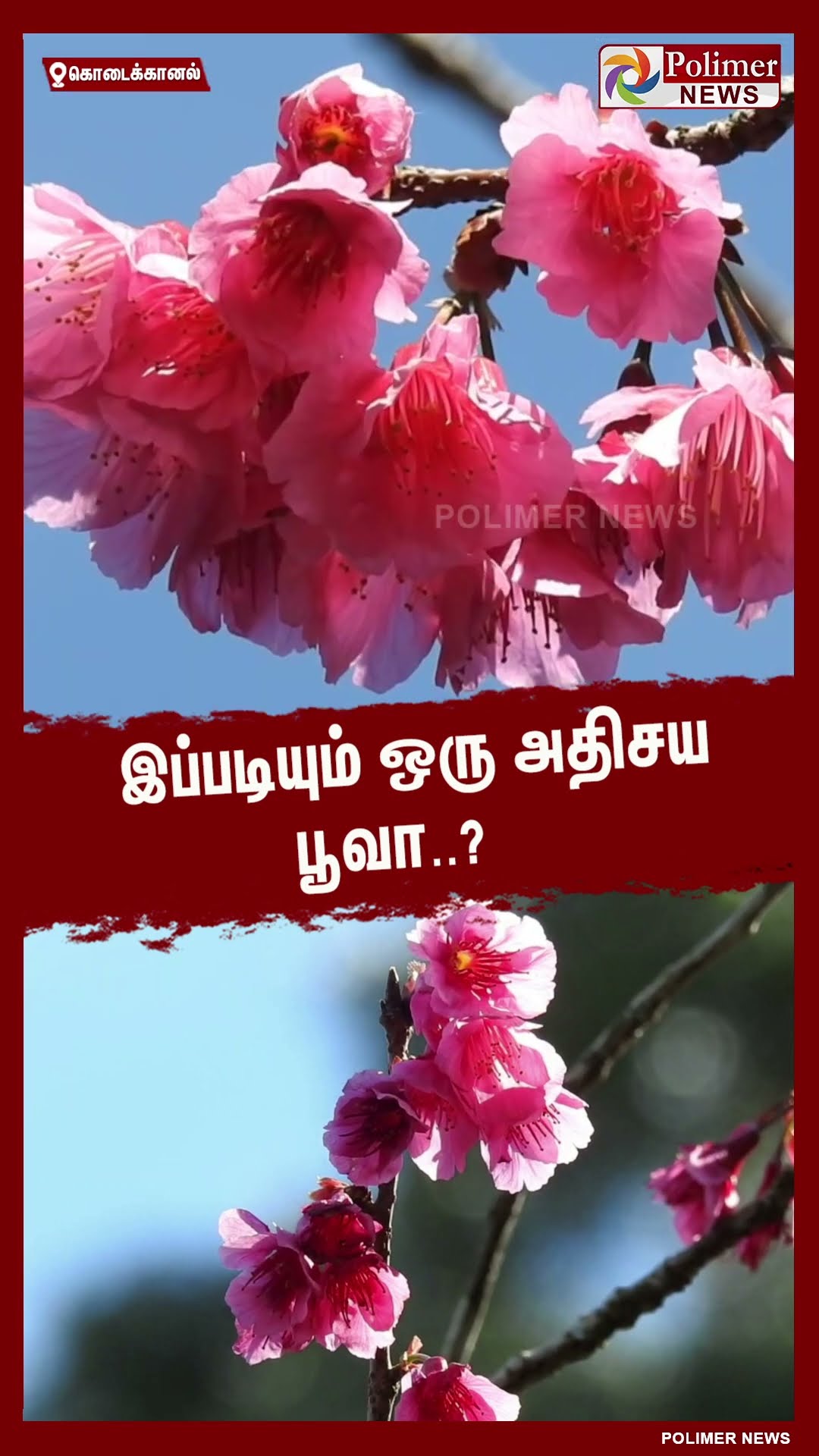 இப்படியும் ஒரு அதிசய பூவா..? #shorts | #flower | #kodaikanal
