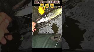 ЩУКА  КАК СОБАКА #рыбалка #fishing #щука #fish #ловляхищника #ловлянаспиннинг