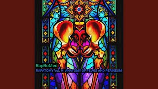 Anatomy of the Nerves and Lymphatics of the Pelvis - Rapromed